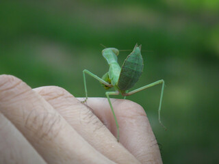 A closeup of a praying mantis on male hand in summer. A green praying mantis with blurred background.