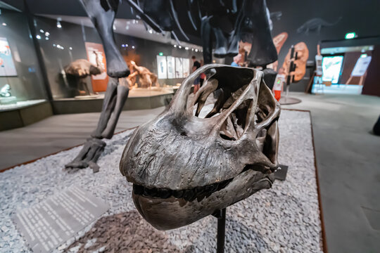 26 July 2022, Munster Natural History Museum, Germany: Camarasaurus sauropod dinosaur skull on the exhibition, demonstrating scientific discoveries and the theory of evolution