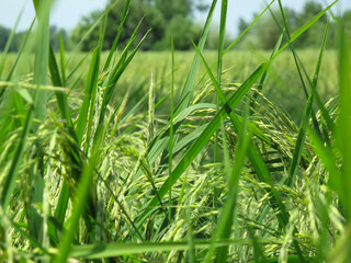 Green rice farm in summer. Detailed view of the green rice.