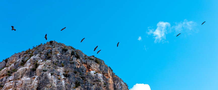 mountain with flying flock of vulture