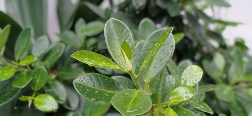 The background of the beautiful garden view after the rain