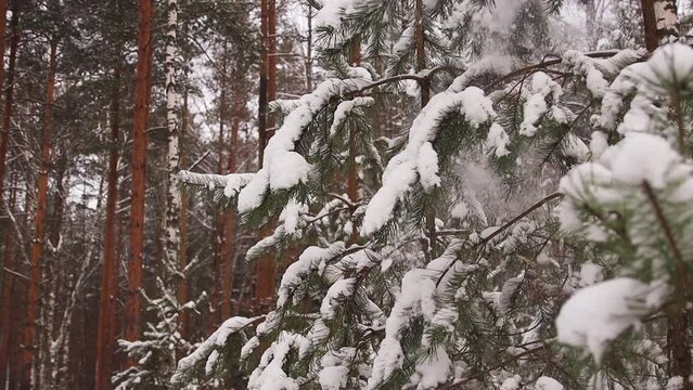 In slow motion, snow is falling from the branches of fir trees. Fairytale winter weather concept. Joyful New Year, Christmas mood. Video, footage for the background, intro, titles. Full HD