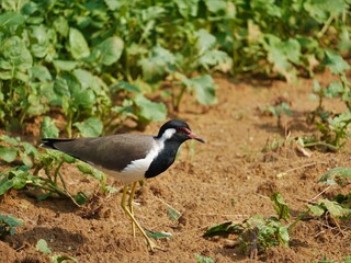 selective focus on red wattled lapwing