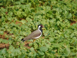 selective focus on red wattled lapwing