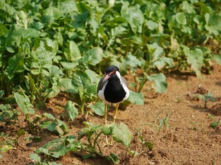 selective focus on red wattled lapwing