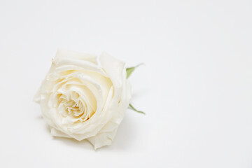white Roses on white background