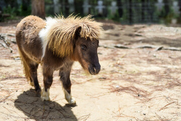 Side vew of calm brown pony walking