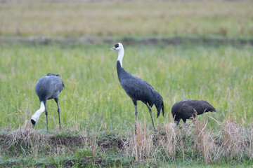 Obraz na płótnie Canvas Family of hooded cranes in rice field