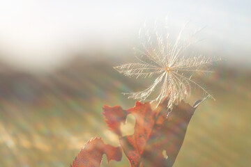 ケサランパサラン / Angel Hair
幸運もたらす謎の生物として江戸時代から民間伝承のあるケサランパサランです。