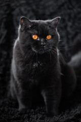 Schwarze Katze im Wohnzimmer  - dunkle Umgebung