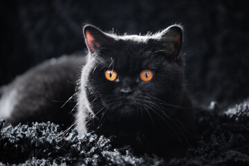 Schwarze Katze im Wohnzimmer - intensive Augen