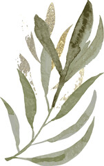 Watercolor eucalyptus leaf illustration