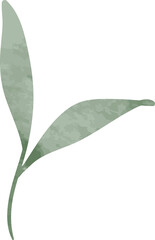 Watercolor leaf branch illustration