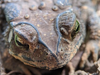 Close-up of a frog face