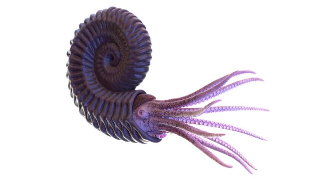 3D Rendered Animation of a swimming Ammonite
