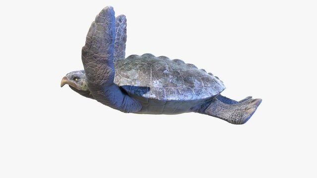3D Rendered Animation of a swimming Archelon