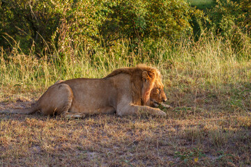 Male lion lying in the grass and watching