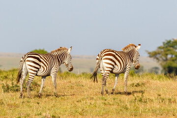 Fototapeta na wymiar Wandering Zebras in the African savannah landscape