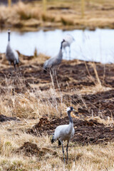 Cranes on a field in spring