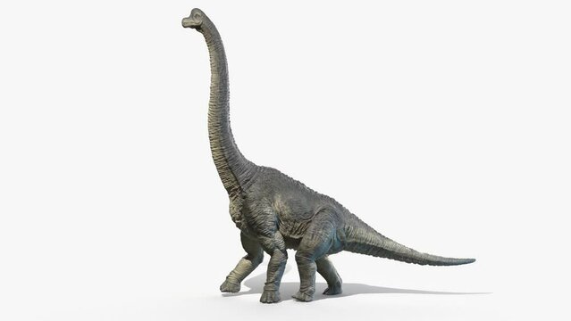 3D Rendered Animation of a walking Brachiosaurus