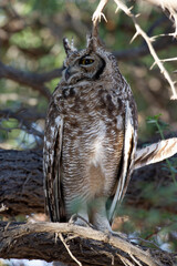 Spotted Eagle-Owl ( Bubo africanus) Kgalagadi Transfrontier Park, South Africa
