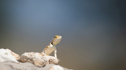 Ground Agama (Agama aculeata) Kgalagadi Transfrontier Park, South Africa