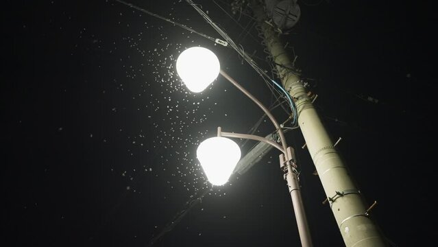 Abundance of insects encircling a bright white street light in the dark, up shot