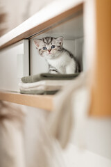 Katze, Kätzchen im Wohnzimmer
