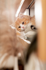 Rotes Kätzchen im Wohnzimmer | Katze im Schrank