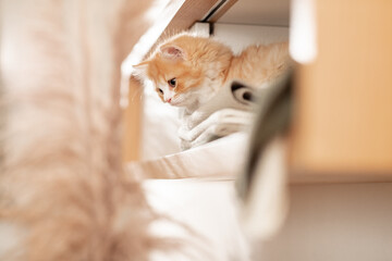 Rotes Kätzchen im Wohnzimmer | Katze im Schrank