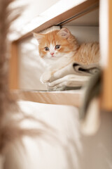 Rotes Kätzchen im Wohnzimmer | Katze im Schrank