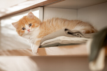 Rotes Kätzchen im Wohnzimmer | Katze im Schrank