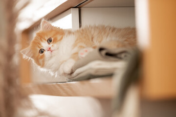 Rotes Kätzchen im Wohnzimmer | Katze im Schrank