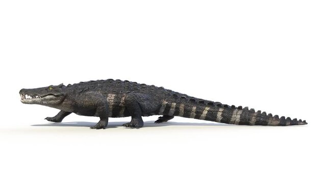 3D Rendered Animation of a Kaprosuchus walking
