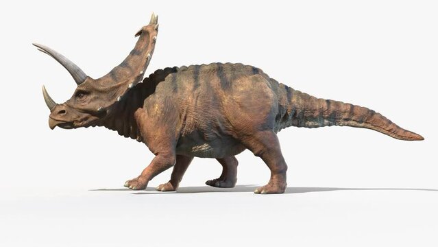 3D Rendered Animation of a Pentaceratops walking