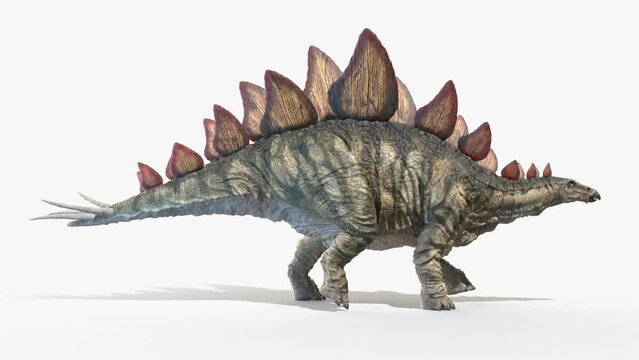 3D Rendered Animation of a Stegosaurus walking