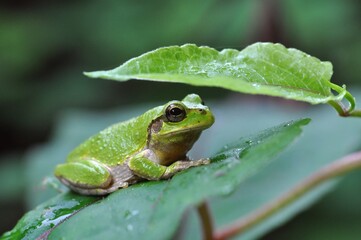 ニホンアマガエル
