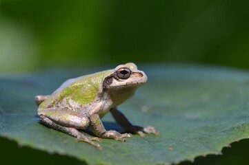 ニホンアマガエル