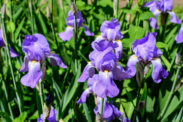 Close up of blue iris flowers on green, in a sunny spring garden, beautiful outdoor floral background photographed with soft focus