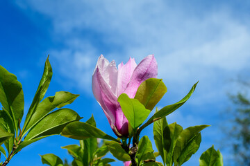 One delicate large magnolia flower in full bloom on a branch in a garden in a sunny spring day, beautiful outdoor floral background photographed with soft focus.