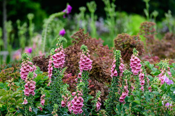 Obraz premium Vivid pink flowers of Digitalis plant, commonly known as foxgloves, in full bloom and green grass in a sunny spring garden, beautiful outdoor floral background photographed with soft focus.
