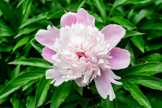 Bush with one large delicate light pink peony flower in direct sunlight, in a garden in a sunny summer day, beautiful outdoor floral background photographed with selective focus.