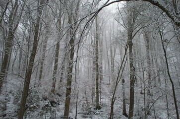 Cold and snowy winter road in the forest during snowstorm.