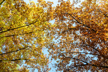 Different trees with green, yellow, orange and brown leaves towards clear blue sky in a garden during a sunny autumn day.