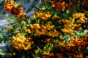 Fototapeta na wymiar Small yellow and orange fruits or berries of Pyracantha plant, also known as firethorn in a garden in a sunny autumn day, beautiful outdoor floral background photographed with soft focus.