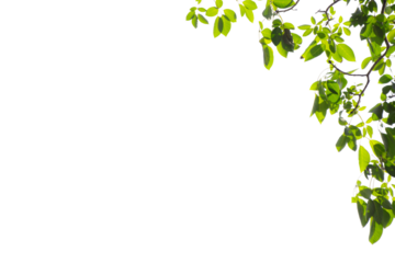 Natural green leaves frame on white background