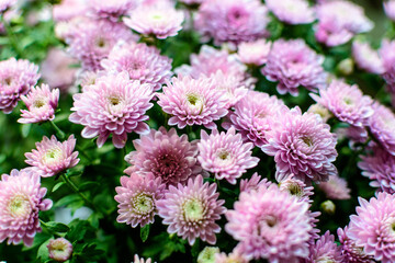 Fototapeta premium Many vivid pink Chrysanthemum x morifolium flowers in a garden in a sunny autumn day, beautiful colorful outdoor background photographed with soft focus