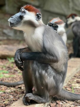 Selective focus shot of a Sooty mangabey sitting on the dry leaves ground