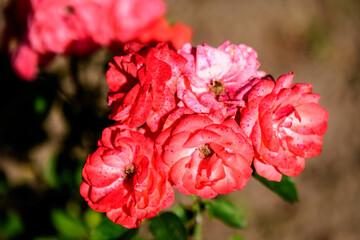 Close up of many delicate vivid red roses in full bloom and green leaves in a garden in a sunny summer day, beautiful outdoor floral background photographed with soft focus.