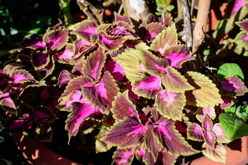 Many green and dark red leaves of coleus decorative plants in the family Lamiaceae, in a sunny spring garden, beautiful outdoor floral background.